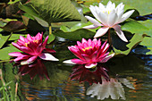 Blooming water lilies in the garden pond