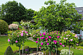Rose stems with historical rose varieties in a round bed with a box hedge