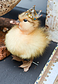 Stuffed duckling wearing small bead crown