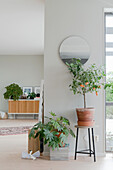 Houseplants on stack of magazines and stool in living room