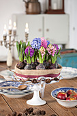 Cake-shaped arrangement of flowering hyacinths on cake stand