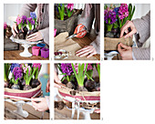 Instruction for making cake-shaped arrangement of hyacinths