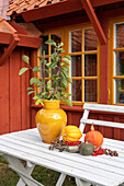 Gartentisch mit Kürbissen vor rot-braunem Holzhaus mit Sprossenfenstern