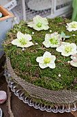 DIY moss cake with Christmas rose blossoms