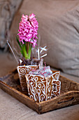 Decorated gingerbread cups with caramel candies and with hyacinth