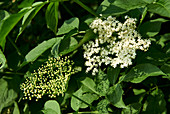 Elderflowers and elderflower buds