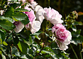 Pink shrub rose