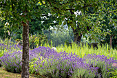 Flowering lavender and grass between fruit trees