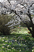 Yoshino cherry (also known as the Tokyo cherry or Japanese flowering cherry) amongst tulip 'Hope' and squill flowering in lawn