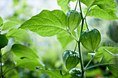 Physalis plant with green lanterns