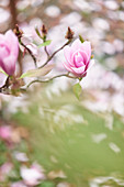 Rosa Magnolienblüte