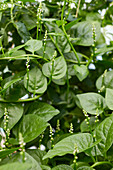 Basella alba or Malabar spinach leaves and flowers in green house in the garden