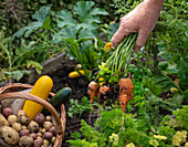 Kartoffeln, Zucchini und Möhren ernten im Schrebergarten