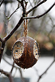 Bird feeder made from a coconut