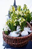 Basket with hyacinths in the snow