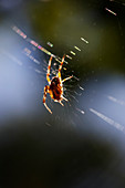 Spider in it's web