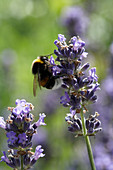 Bumblebee On Lavender Flowers