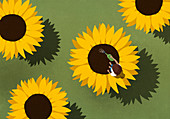 Woman watering large sunflowers on green background
