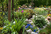 Spring in the British garden with pasque flower, spring gentian, tulips, and roses