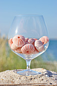 Sea urchin shells in a glass