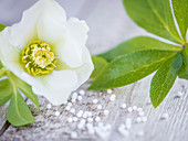 A white Lenten rose flower on a wooden surface