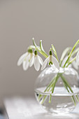 A small glass vase of snowdrops