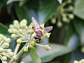 Hornet mimic hoverfly on ivy buds