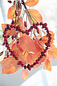 Rose hip heart on artificial branch with autumn leaves