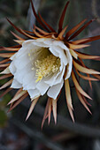 Flower portrait of the night cactus 'Queen of the Night'