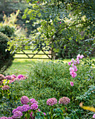 Pink hydrangeas with a gate in the background
