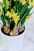 A pot of yellow daffodils