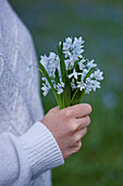 Hand holding a bouquet two-leaf squill