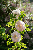 Old-fashioned shrub rose 'Stanwell Perpetual'