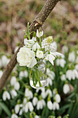 White mini bouquet of primrose blossom, snowdrops, and grape hyacinths in a small bottle hanging from a branch