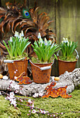 Grape hyacinths planted in little rusty buckets, Easter bunnies and Easter eggs on tree bark
