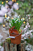 Grape hyacinths planted in rusty bucket with Easter bunny