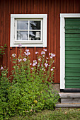 Flowering mallow next to front door of wooden house