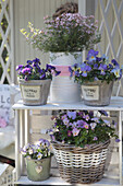 Pots and baskets with horned violets, pansies and Sticky boronia
