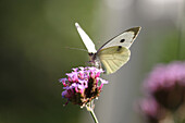 Cabbage white butterfly on flower from Patagonian verbena