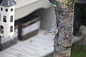 Nuthatch on the tree trunk looking at the bird feeder