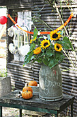 Sunflowers in milk churn and ornamental pumpkins outside garden shed