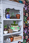 Painted shelf with hyacinth bulbs in vintage teacups