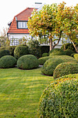 Autumn garden with lawn and boxwood balls