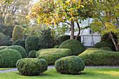 Autumn garden with lawn and box trees cut into shape