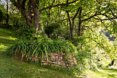 Cherry tree behind a planted dry stone wall (ornamental leek and daylilies)