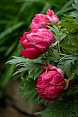 Blühende Pfingstrosen im Garten (Paeonia)