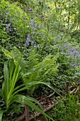 Bluebell, columbine, and fern (Aquilegia) in the woods