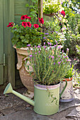 French lavender (Lavandula) in watering can and amphora with geraniums