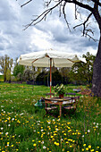 Seat in spring flower meadow with dandelions