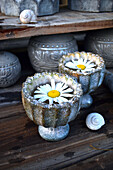 Ox-eye daisies floating in pots of water